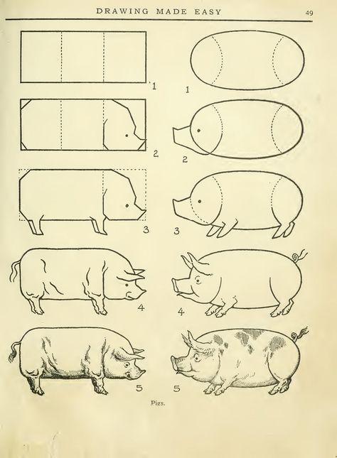 Drawings Of Animals, Drawing Made Easy, Pig Drawing, Sketching Tips, Easy A, Book Drawing, Art Instructions, Animal Sketches, Sketches Easy