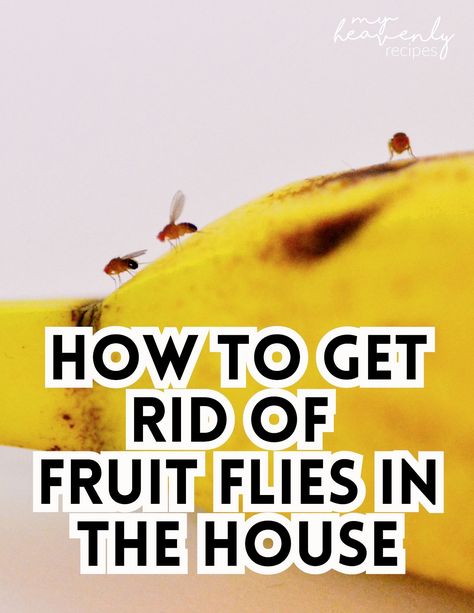 How to Get Rid of Fruit Flies in the House Getting Rid Of Knats In The House Fruit Flies, Get Rid Of Nats In The House Fruit Flies, How To Catch Fruit Flies In The House, How To Get Rid Of Flies, Flys In The House, How To Get Rid Of Fruit Flies In House, Getting Rid Of Nats, Catch Fruit Flies, Fruit Fly Killer