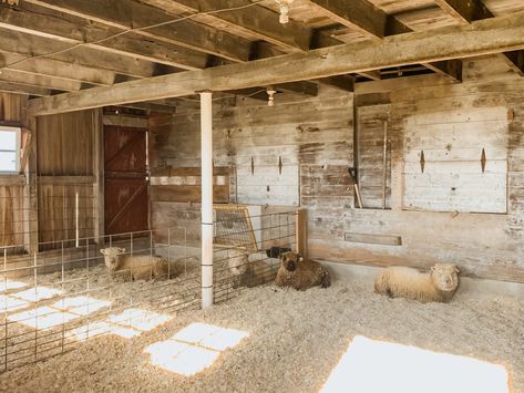 Sheep Enclosure Ideas, Sheep Pen Ideas, Animal Barn Ideas, Sheep Stall, Sheep Barn Ideas, Sheep Enclosure, Barn For Animals, Sheep Stable, Sheep Shed