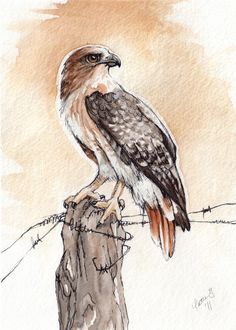 Red Tailed Hawk Tattoo, Falcon Art, Hawk Pictures, Hawk Tattoo, Animal Illustration Art, Red Tailed Hawk, Bird Artwork, Animal Sketches, Arte Animal