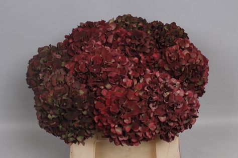 Dark Red Hydrangea, Dark Hydrangea Bouquet, Maroon Hydrangea, Purple Hydrangea Wedding, Burgundy Hydrangea, Cain Manor, Daisy Wedding Flowers, Hydrangea Bouquet Wedding, Wedding Flowers Sunflowers