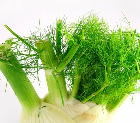 Most recipes with fennel, like our Shaved Fennel, Roasted Tomato, and Pistachio Salad from yesterday, focus on the crunchy bulb, leaving us in a lurch when it comes to the leftover stalks and fronds. Fennel tops are tasty too! No sense in letting these greens go to waste. Here are some favorite ways to use them up.The lacy fronds have a delicate anise flavor and are so tender that they practically melt in your mouth. Think of them as herbs, just like dill or tarragon. Recipes With Fennel, Fennel Stalks, Pistachio Salad, Fennel Recipes, Salmon Potato, Csa Recipes, Lasagna Pasta, Lunch Appetizers, Grilling Tips