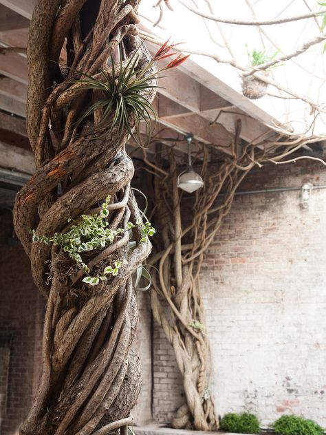 Meet the Man Behind the Twisted Vine Sculptures at Gansevoort Market - The New York Times Vine Sculpture, Wrinkles Art, Twisted Vines, Creeping Vines, Weird Trees, Plant Fungus, Shelter Island, Green Things, Rustic Crafts