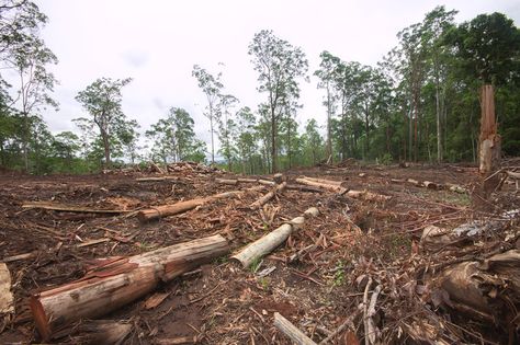 Can we offset biodiversity losses?  Due to human labor, we cut of tree for "necessities" and do not realize the damage that is being caused by it. Homes of different mammals are being destroyed and it is our doing. Female Nicknames, Species Extinction, Forest Ecosystem, Food Web, Rare Birds, Rare Animals, Wildlife Habitat, Our Environment, Galapagos Islands