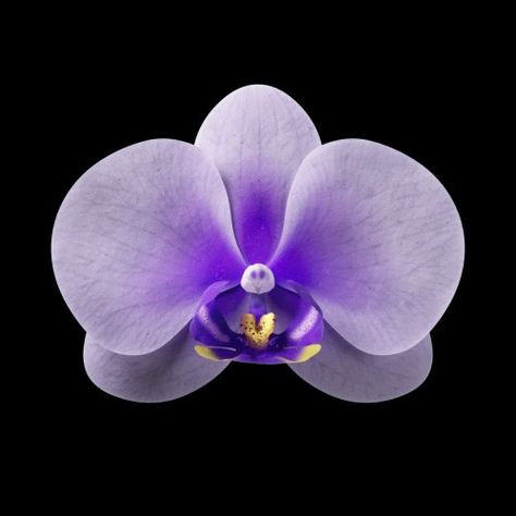 Flora - Orchid :: Behance Purple Png, Winter Angel, Art Folio, Icon Ideas, Black Backdrop, Nothing But Flowers, Flowers Black, Black Backdrops, Purple Orchids