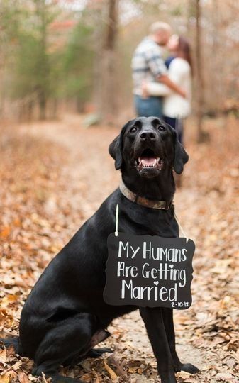 October Engagement Photos, My Humans Are Getting Married, Engagement Announcement Photos, Cute Engagement Photos, Fun Engagement Photos, Couple Engagement Pictures, Wedding Engagement Pictures, Photos With Dog, Engagement Pictures Poses