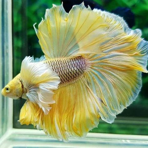 #betta #bettafish #plantedtank #beginnerfish #fishcare #fishtank #aquariums #fishkeeping #aquariumdecorations Betta Fish Types, Betta Aquarium, Pretty Fish, Betta Tank, Beta Fish, Freshwater Aquarium Fish, Cool Fish, Beautiful Sea Creatures, Pet Fish