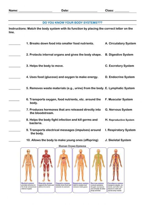 11 Body Systems, Health Worksheets For Middle School, Emt Worksheets, Anatomy And Physiology Worksheets, Teaching Body Systems, Body Worksheet, Body Systems Worksheets, Human Body Unit Study, Human Body Worksheets