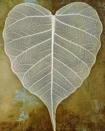 https://flic.kr/p/6oKxEW | Lace leaf | It's a rainy day and I've been taking pictures of things around the house.  Joy St. Claire texture applied. Lace Leaf, Skeleton Leaves, Leaf Skeleton, Bodhi Leaf, Heart In Nature, Heart Leaf, St Claire, I Love Heart, Airbrush Art