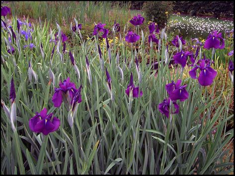 🔍 JAPANESE VARIEGATED IRIS SKU: 136042 Category: Perennials Description This attractive cultivar of Japanese Iris has an upright growth pattern that makes it great for borders. Deep purple flowers with yellow centers (signals) bloom in June. Leaves are variegated light green and white. Japanese Variegated Iris prefers moist soils in full to partial sun. It is a good choice for a rain garden or pond margin. Additional information Botanical Name IRIS ENSATA 'VARIEGATA' Plant Type Iris Ensata, Deep Purple Flowers, Wet Flowers, Japanese Plants, Japanese Iris, Rain Garden, Types Of Soil, Ground Cover, Types Of Plants