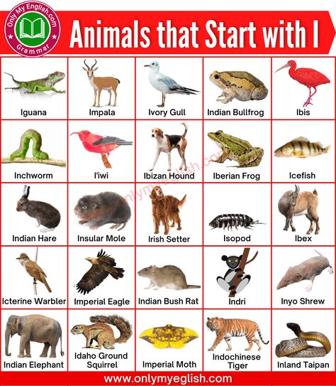 Animals that Start with I | Animals beginning with I » Onlymyenglish.com Indian Palm Squirrel, Indian Giant Squirrel, Indian Star Tortoise, Inland Taipan, Indian Rhinoceros, Giant Squirrel, Irish Doodle, Irish Water Spaniel, The Letter I