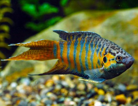 Gourami Fish, Aquatic Garden, Fresh Water Fish Tank, Blue Fascinator, Tropical Aquarium, Freshwater Aquarium Fish, Fish For Sale, Beautiful Sea Creatures, Pet Fish