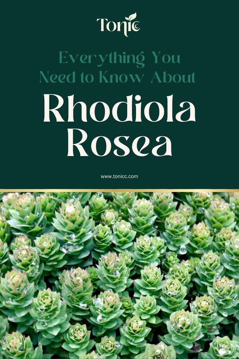 daily vitality, liquid supplement, focus, energy, stress relief, rhodiola rosea, b vitamins, l-theanine, vegan, gluten-free, non-gmo, eco-friendly, glass packaging, cognitive performance, sustained energy, environmental causes Rhodiola Rosea Benefits, Rhodiola Benefits, Rhodiola Rosea, Adaptogenic Herbs, Mood Enhancers, Wellness Inspiration, Lifestyle Change, Lifestyle Changes, Boost Energy