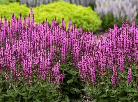 2024 Perennial Of The Year Pink Profusion Salvia, Pink Salvia, Salvia Garden, Hillside Gardening, Salvia Plants, Drought Resistant Plants, Plant Maintenance, Soil Conditioner, Back Garden Design