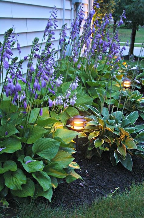 My Free Hosta Garden (and How to Get One!) from Thrifty Decor Chick Small Flower Gardens, Hosta Gardens, Front Landscaping, Garden Shrubs, Backyard Lighting, Flower Landscape, Garden Boxes, Lawn And Garden, Shade Garden