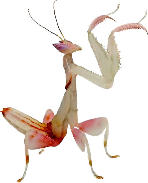 Orchid mantis Insects With Wings, Bug Creature, White Praying Mantis, Cool Insects Weird, Cool Praying Mantis, Orchid Mantis, Cool Insects, A Bug's Life, Cool Bugs