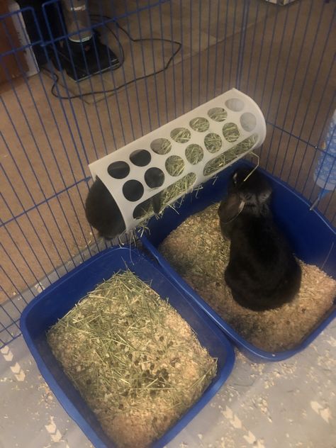 So I found a post about using an ikea plastic bag holder as a hay feeder for my rabbits. Apparently Poppy prefers to get in it for her snack. Diy Hay Feeder Rabbit, Diy Rabbit Toys, Hay For Rabbits, Diy Rabbit Hutch, Guinea Pig Diy, Rabbit Hay, Rabbit Litter, House Bunny, Hay Racks