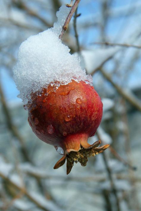 Pomegranate fruit with snow Pomegranate Tree, Tree Growth, Red Pomegranate, Harvest Time, Best Fruits, Healthier Lifestyle, Deciduous Trees, Growing Tree, Stay Healthy