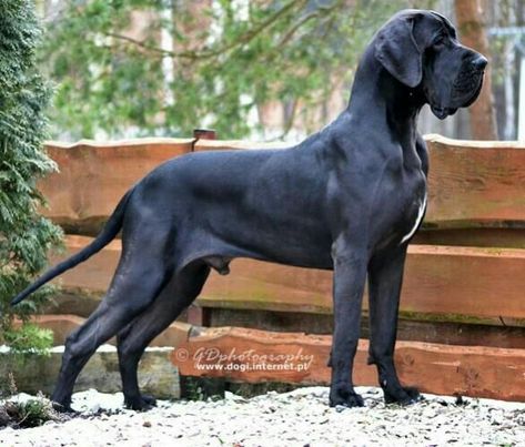 Great Dane And Mastiff Mix Great Dane Mastiff, Mastiff Puppies For Sale, Great Dane Mix, Mastiff Mix, Dane Puppies, Mastiff Puppies, Great Dane Puppy, Mastiff Dogs, Dane Dog