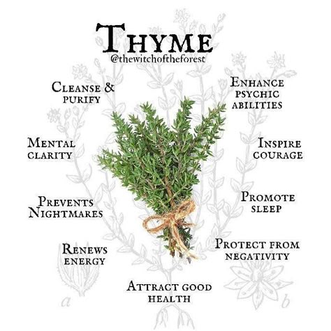 Thyme Herb, Thyme Oil, Magickal Herbs, Green Witchcraft, Witch Garden, Magic Herbs, Witch Spirituality, Magical Herbs, Wiccan Spell Book