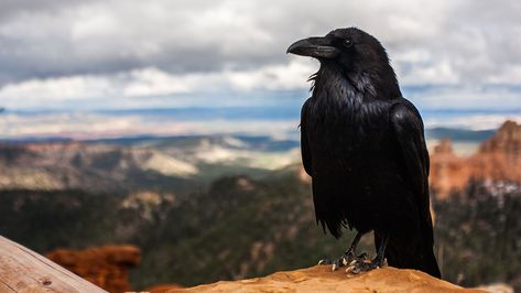 Why did Noah first send out a raven? Why did Jesus use a whip? Why did David choose five stones? Discover what these three things have in common. Raven Images, Raven Pictures, Expensive Art, Raven Bird, Crows Ravens, Black Crow, The Crow, Black Animals, Bird Photo