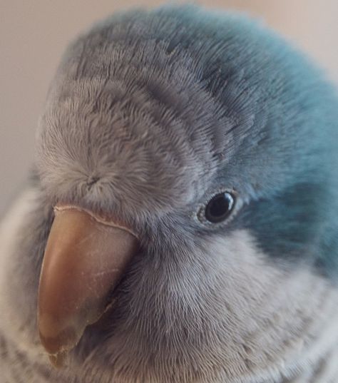 If you're thinking of adding a quaker parrot (monk parakeet) to your family, you might be wondering how long you'll be able to enjoy it and what you can do to make sure it lives a long, happy life. #parrot #petbird #bird #pets Blue Quaker Parrot, Dr Pets, Parrot Diet, Types Of Pet Birds, Quaker Parrot, Monk Parakeet, Bird Barn, Flamingo Bird, Pet Care Tips