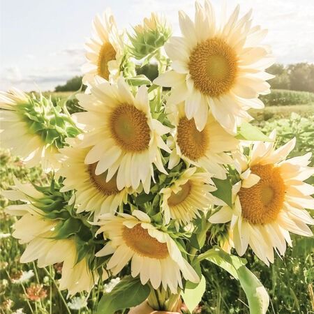 ProCut® White Lite, (F1) Sunflower Seeds - Packet Sunflower Seedlings, Market Bouquets, Easiest Flowers To Grow, Growing Sunflowers, Yellow Petals, Garden Catalogs, Sunflowers And Daisies, Urban Farmer, White Sunflowers