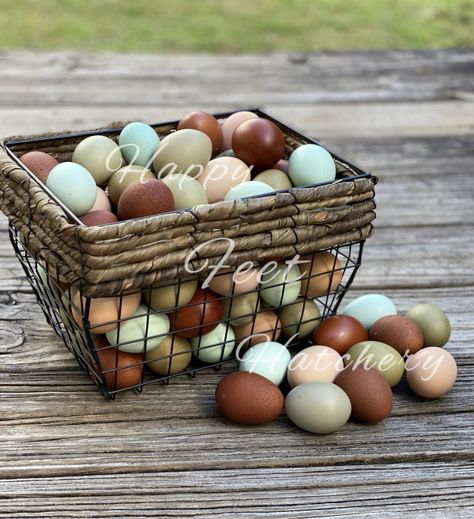 Colorful egg basket Chicken Egg Basket, Basket Of Eggs, Pine Shavings, Day Old Chicks, Beautiful Chickens, Hatching Eggs, Heat Lamps, Farm Fresh Eggs, Egg Basket