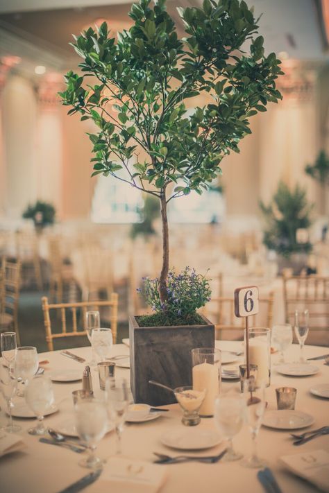 Citrus tree wedding centerpiece in concrete pot. We didn't want traditional floral centerpieces. Potted Tree Wedding Decor, Boxwood Centerpiece Wedding, Olive Tree Centerpieces, Planted Wedding Centerpieces, Potted Trees Wedding Decor, Potted Trees Wedding, Plant Centrepiece Wedding, Wedding Potted Flowers, Wedding Table Centerpieces Trees