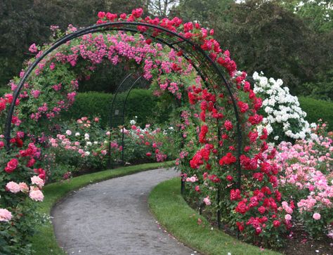 rose garden path | The Kelleher Rose Garden, established in … | Flickr Garden Arch Trellis, Rose Garden Design, Arch Trellis, نباتات منزلية, Garden Arbor, Garden Arches, Beautiful Yards, Most Beautiful Gardens, Have Inspiration