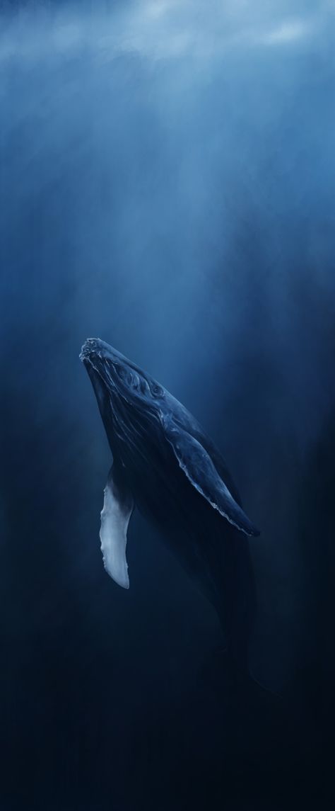 Deep Ocean Background, Whale Lockscreen, Blue Whales Photography, Half Underwater Photography, Sea Creatures Aesthetic, Marine Aesthetic, Widgets Idea, Whale Underwater, Whale Art Print