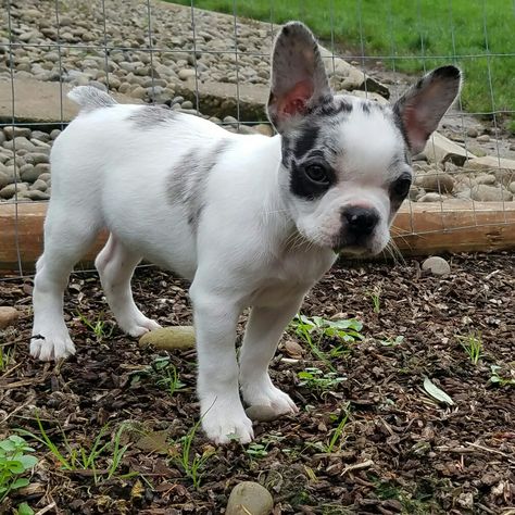 Frenchton puppy, French bulldog and Boston Terrier mix. Frenchton Puppies, Pitbull Terrier Puppies, French Bulldog Mix, Teacup Puppy, Pure Breed Dogs, Cute French Bulldog, Teacup Puppies, Bull Terrier Dog, French Bulldog Puppies