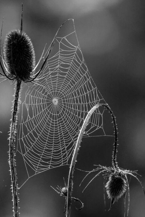 *Spiderweb Cobweb Photography, Spiderweb Photography, Spiders Photography, Spiders Web, Tree Textures, Nature Sketch, Spider Art, Tattoo Project, Spider Webs