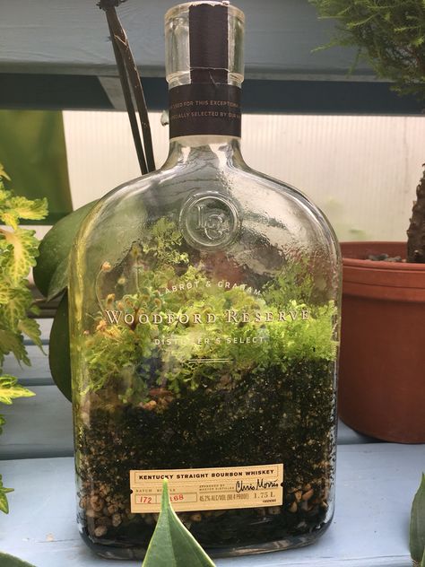 Recycled whiskey bottle bio-dome Glass Bottle Terrarium Diy, Whiskey Bottle Terrarium, Aesthetic Terrarium, Jug Terrarium, Demijohn Terrarium, Bio Dome, Arabian Market, Whiskey Bottle Crafts, Diy Whiskey