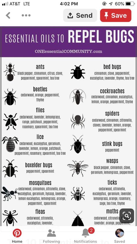 Essential Oils Ants, Essential Oils For Fleas, Insect Repellent Essential Oils, Insect Repellent Plants, Diy Bug Repellent, Bug Spray Recipe, Natural Bug Repellent, Young Living Essential Oils Recipes, Oil Diffuser Recipes