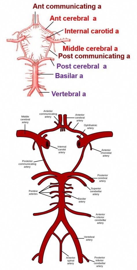 Circle of Willis 【 Note -: Major contribution of branches of Internal Carotid Artery 】 【 "Posterior" Cerebral artery is a branch of "Basilar artery" 】 #HealthAndFitnessMagazine #DailyHealthTips Basilar Artery, Circle Of Willis, Internal Carotid Artery, Blood Sugar Level Chart, Blood Sugar Tracker, Vertebral Artery, Lower Blood Sugar Naturally, Carotid Artery, Summer Health