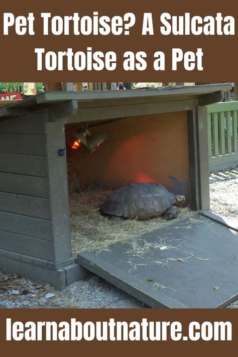 Pet Tortoise? A Sulcata Tortoise as a Pet Sulcata Enclosure Outdoor, Sulcata Tortoise Habitat Outdoor Winter, Sulcata Tortoise Enclosure Outdoor, Sulcata Tortoise Habitat Outdoor Diy, Large Tortoise Habitat Outdoor, Large Tortoise Enclosure, Large Sulcata Tortoise Habitat Outdoor, Tortoise House Outdoor, Sulcata Tortoise Habitat Indoor