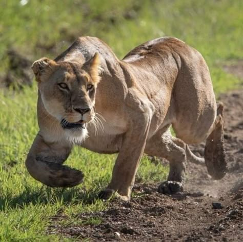 Lion Anatomy, Maasai Mara Kenya, Feline Anatomy, The Big Five, African Savannah, Maasai Mara, Cat Anatomy, Kenya Safari, Wild Animals Pictures