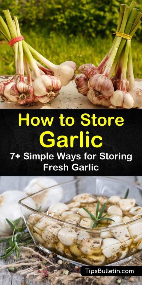 To prevent waste, we want to teach you how to store garlic cloves and bulbs correctly. Learn how to store garlic in kitchen cupboards, in oil, and many other ways to get the most out of your garlic. #storinggarlic #keepgarlicfresh #storegarlic Preserving Garlic, Garden Garlic, Store Garlic, Garlic Garden, Hardneck Garlic, How To Store Garlic, Dry Cough Remedies, Garlic Storage, Storing Vegetables