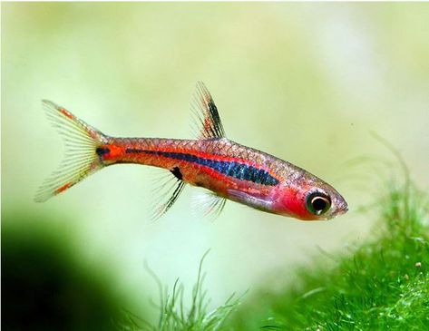 Phoenix Rasbora Chili Rasbora, 20 Gallon Aquarium, South Kalimantan, Red Cherry Shrimp, Aquarium Shrimp, Cherry Shrimp, Tropical Fish Tanks, Aquatic Garden, Tiny Fish