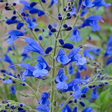 Salvia Blue, Salvia Plants, Sarah Raven, Plant Delivery, Blue Butterflies, Tiny Plants, Annual Flowers, Tall Plants, Home Flowers