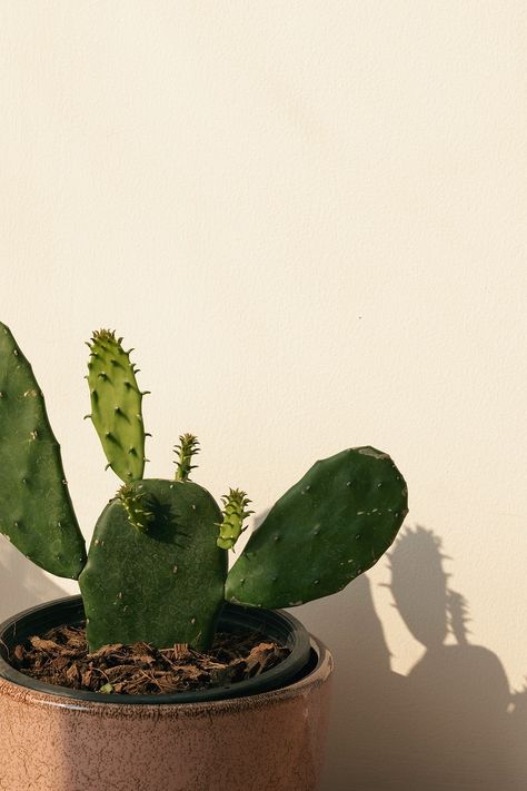 Potted prickly pear cactus with natural light | premium image by rawpixel.com / Teddy Rawpixel Cactus Indoor, Cactus Wallpaper, Opuntia Cactus, Plant Cactus, Pear Cactus, Prickly Pear Cactus, Idea Board, Beige Walls, Note Book