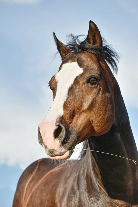 Brown And White Horse, Island Horse, Canadian Horse, Horse Photography Poses, Hyperrealism Paintings, Indian Horses, Horse Inspiration, Quarter Horses, Horse Wallpaper