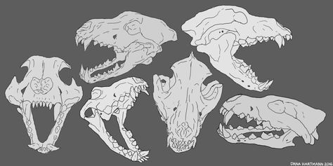 Wolf Skull Study by kitty-skeleton Wolf Skull Anatomy, Wolf Skull Open Mouth, Wolf Bones Drawing, Wolf Skeleton Reference, Wolf Bone Structure, Canine Skull Reference, Wolf Jaw Drawing, Animal Skull Front View, Canine Skull Drawing