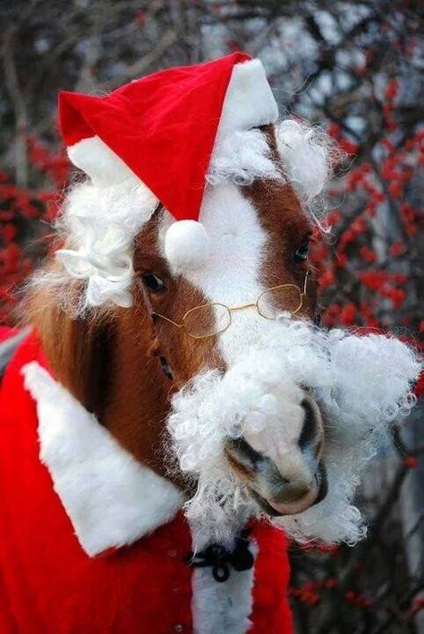 Christmas Horse And Rider Costumes, Horse Christmas Costume, Christmas Horse Costumes, Christmas Costumes For Horses, Horse Christmas Pictures, Christmas Horse Costumes Elf, Horse Holiday Photos, Horses Christmas, Santa Claus Outfit