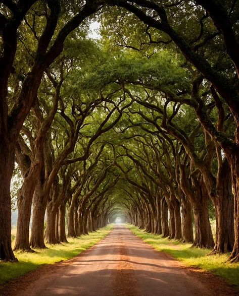 louredorenan Natures Path, Tree Lined Driveway, Tree Tunnel, Beautiful Ocean Pictures, Ocean Pictures, Mysterious Places, Weeping Willow, Wallpaper Nature Flowers, Beautiful Sites