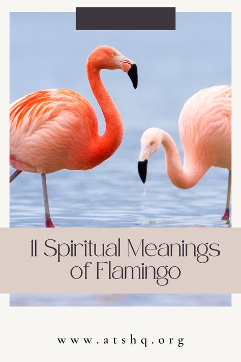 11 Spiritual Meanings of Flamingo Flamingo Spirit Animal Meaning, Flamingo Meaning, Spirit Animal Meaning, Animal Meanings, Power Animal, Your Spirit Animal, North And South, North And South America, Pink Feathers