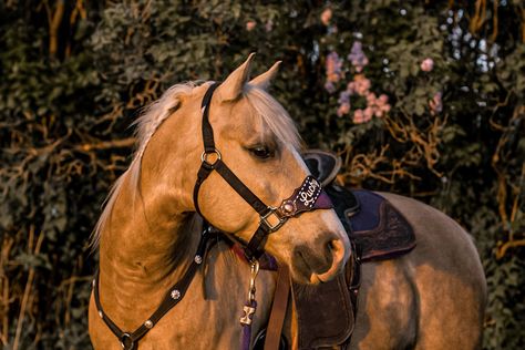 Sorrel Horse, Western Horses, Western Horse, Barrel Racing, Equine Photography, Dressage, Lily, Horses, Photography