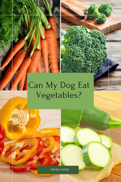 Adding a few vegetables to your dog's diet can be a great way to add extra nutrition. Find out which are the best, which to use in moderation, and which ones to avoid!. Find out all the great health benefits of vegetables and how to add to meals gradually. Vegetables Good For Dogs, Vegetables Dogs Can Eat, Dog Friendly Vegetables, Dog Vegetables, Vegetable Benefits, List Of Vegetables, Nutritious Diet, Dog Diet, Best Protein