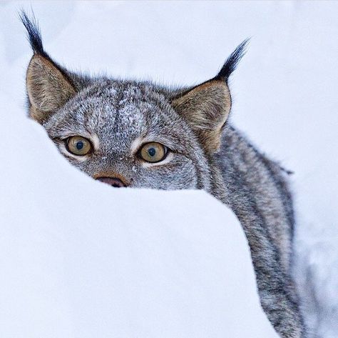 Lynx. By: @robertpostma867 Cat House Outdoor Winter, Lynx Kitten, Canada Lynx, North American Wildlife, Animal Spirit Guides, Cat Species, Outdoor Cat House, Big Animals, Cat Family